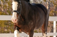 КСК Толстая лошадь